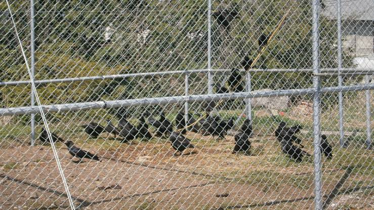 空港での鳥獣被害対策｜侵入カラスの捕獲業務と安全管理